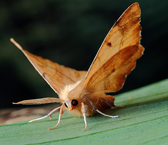 How to Attract Pollinators and Improve Your Harvest