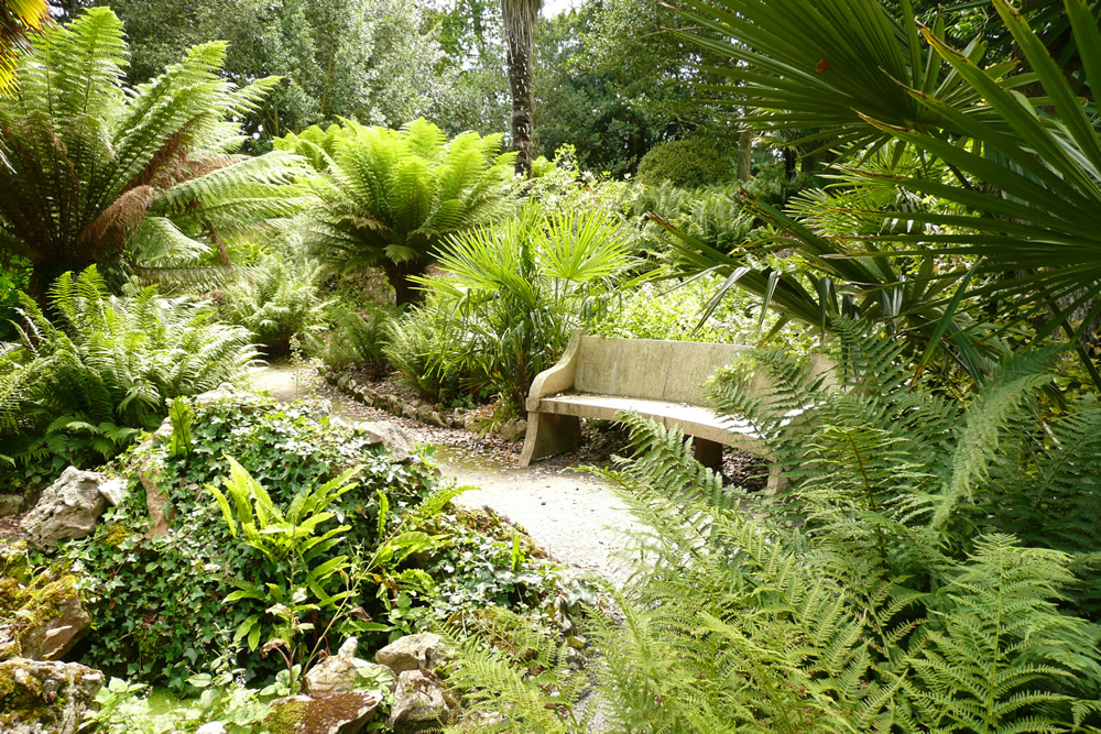 Mount-Edgcumbe-Fern-Dell.jpg