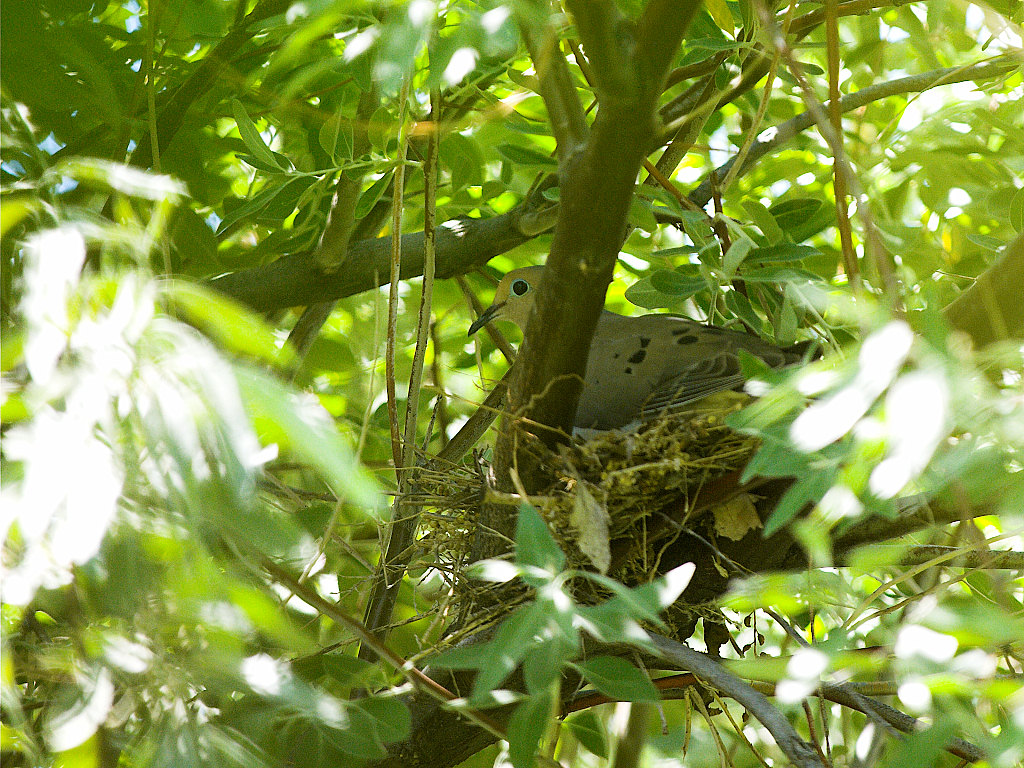 Mourning_dove_X6296095_06-29-2021-001.jpg