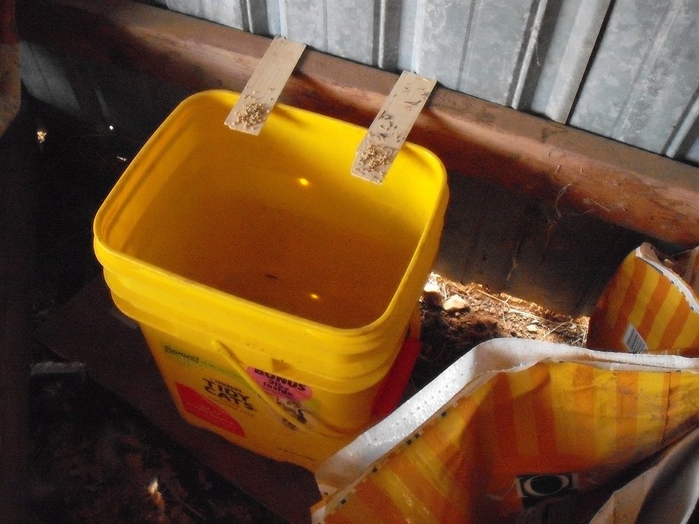 Mouse Trap.JPG