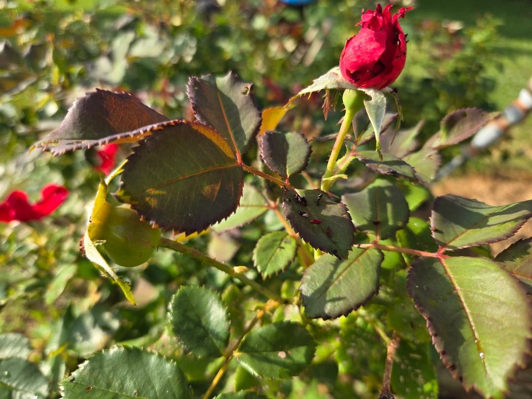 Mr Lincoln rose bud & rose hip, 06-30-25.jpg