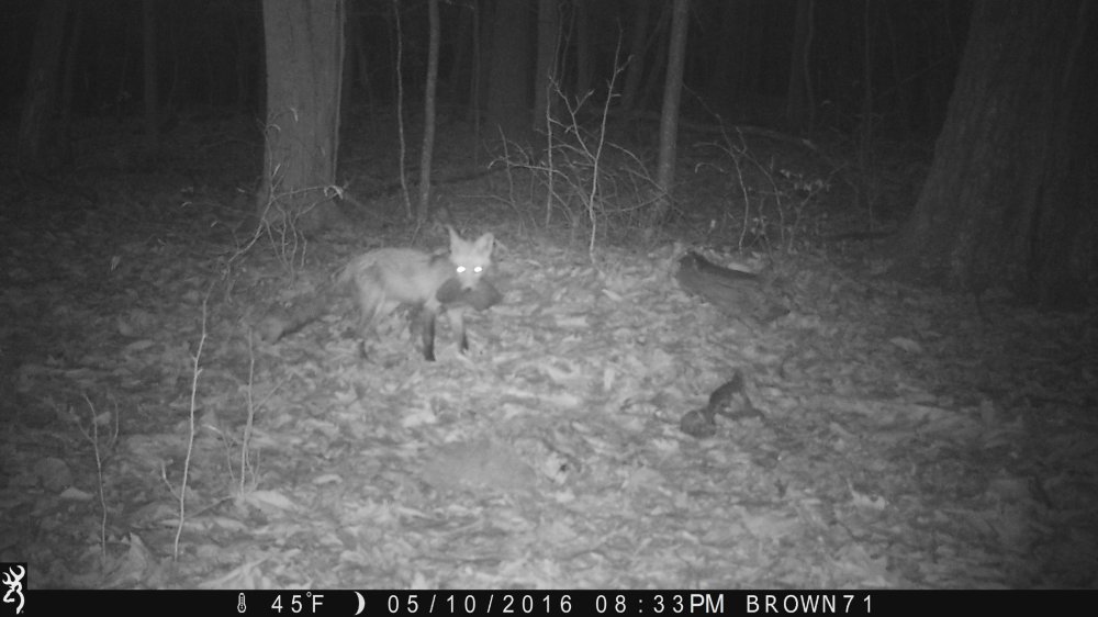 Mr. Renard.jpg