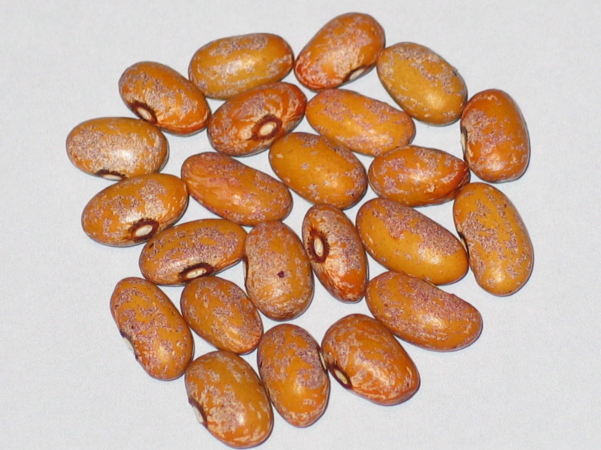 Mrociumere Gold.JPG