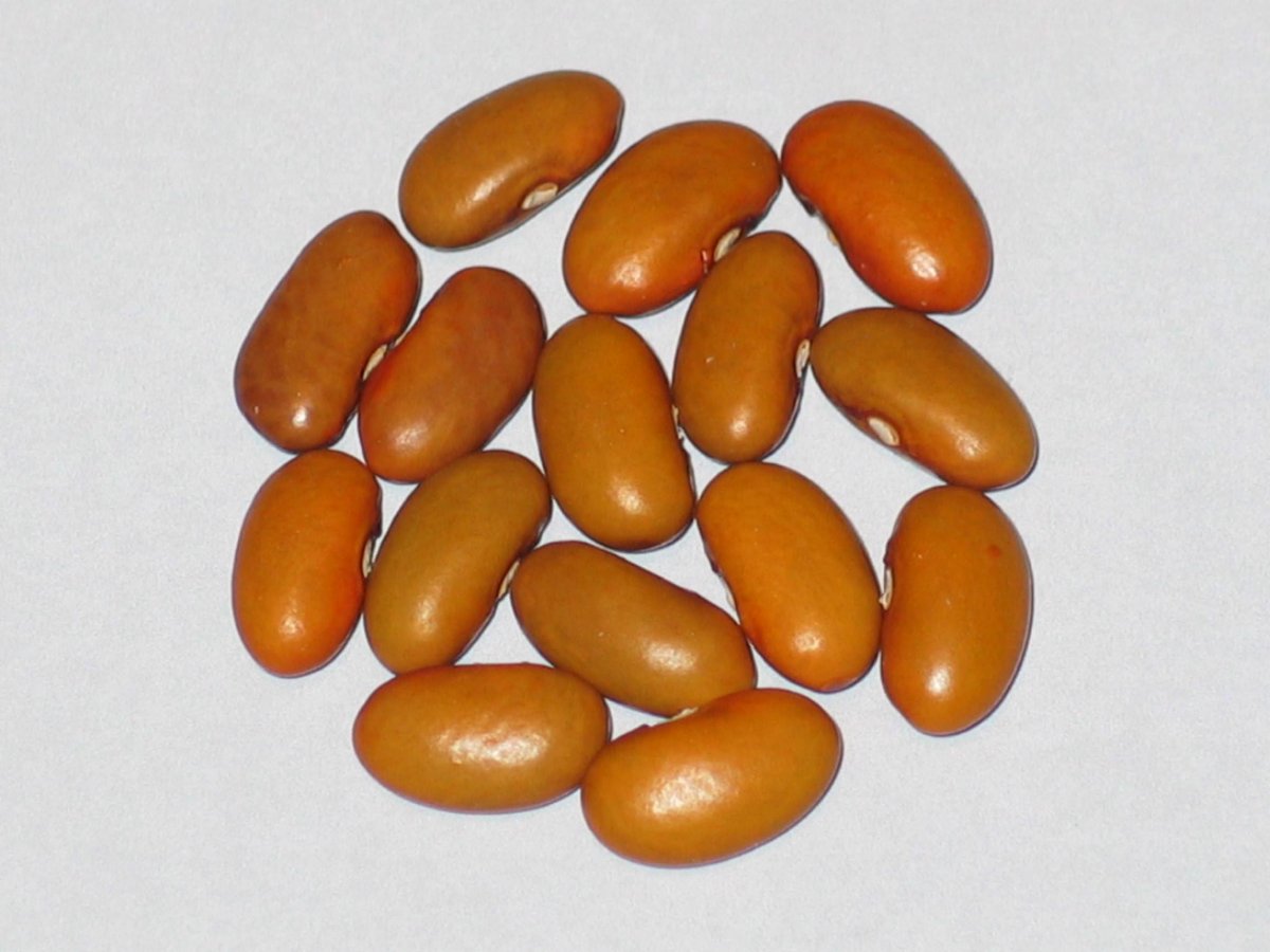 Mrociumere Kideny Gold.jpg