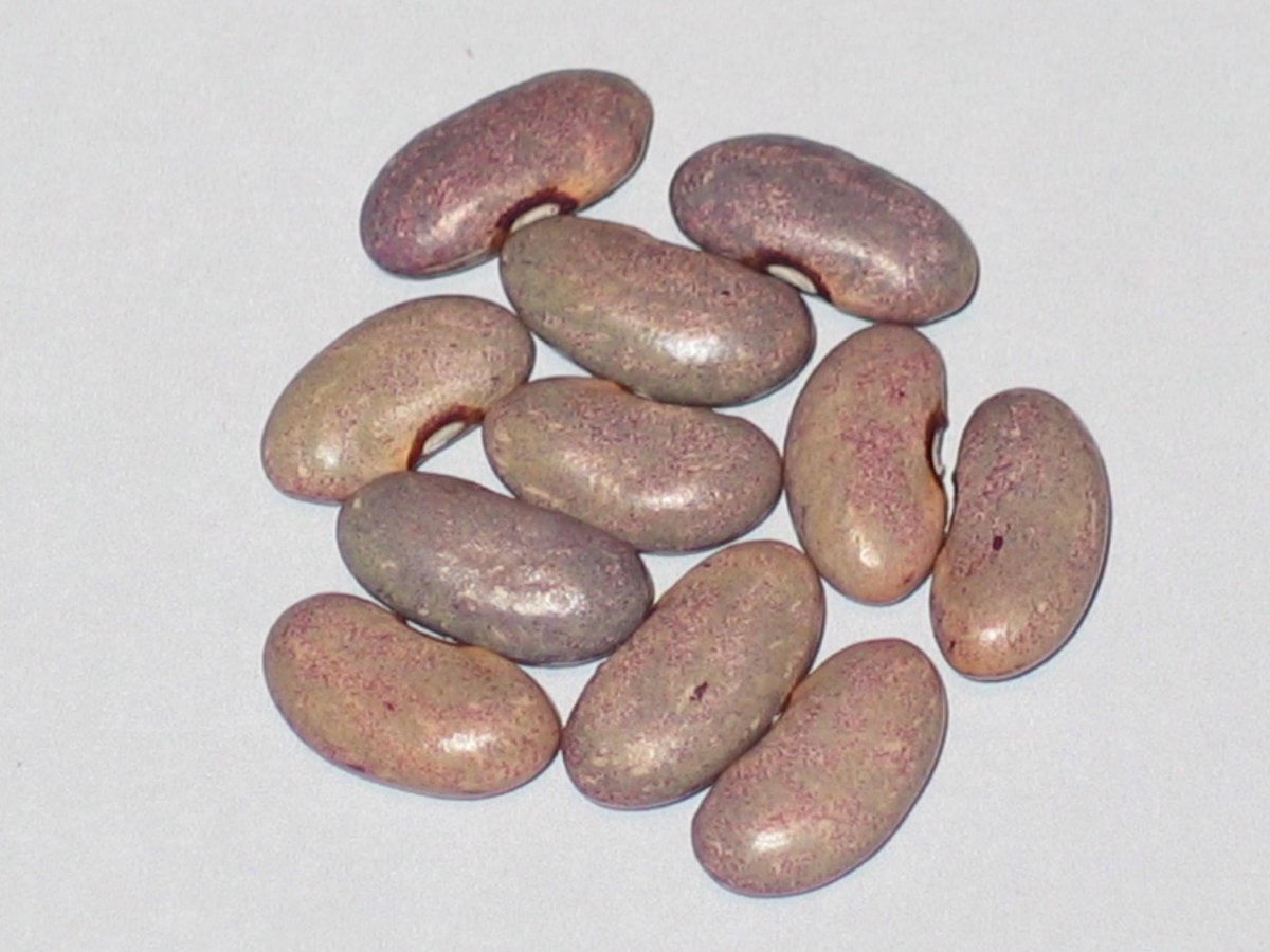 Mrociumere Kidney Lavender.jpg