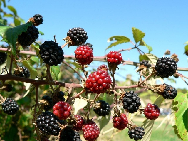 Mulberry Trees