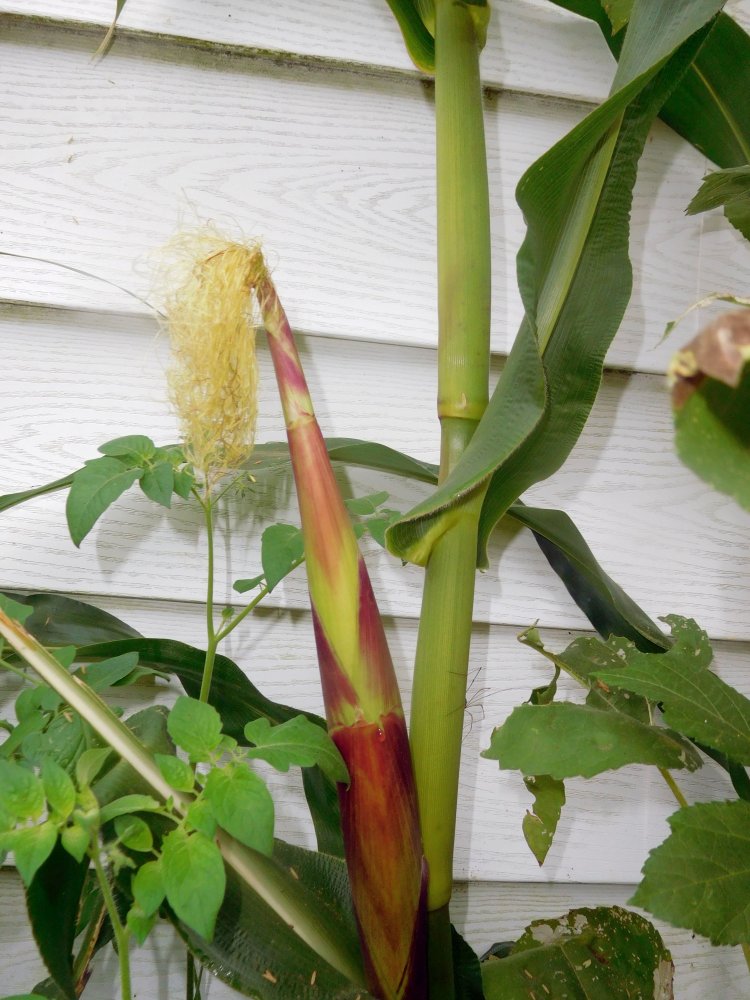 Multicolor Indian corn, SSgarage, 08-17-19.jpg