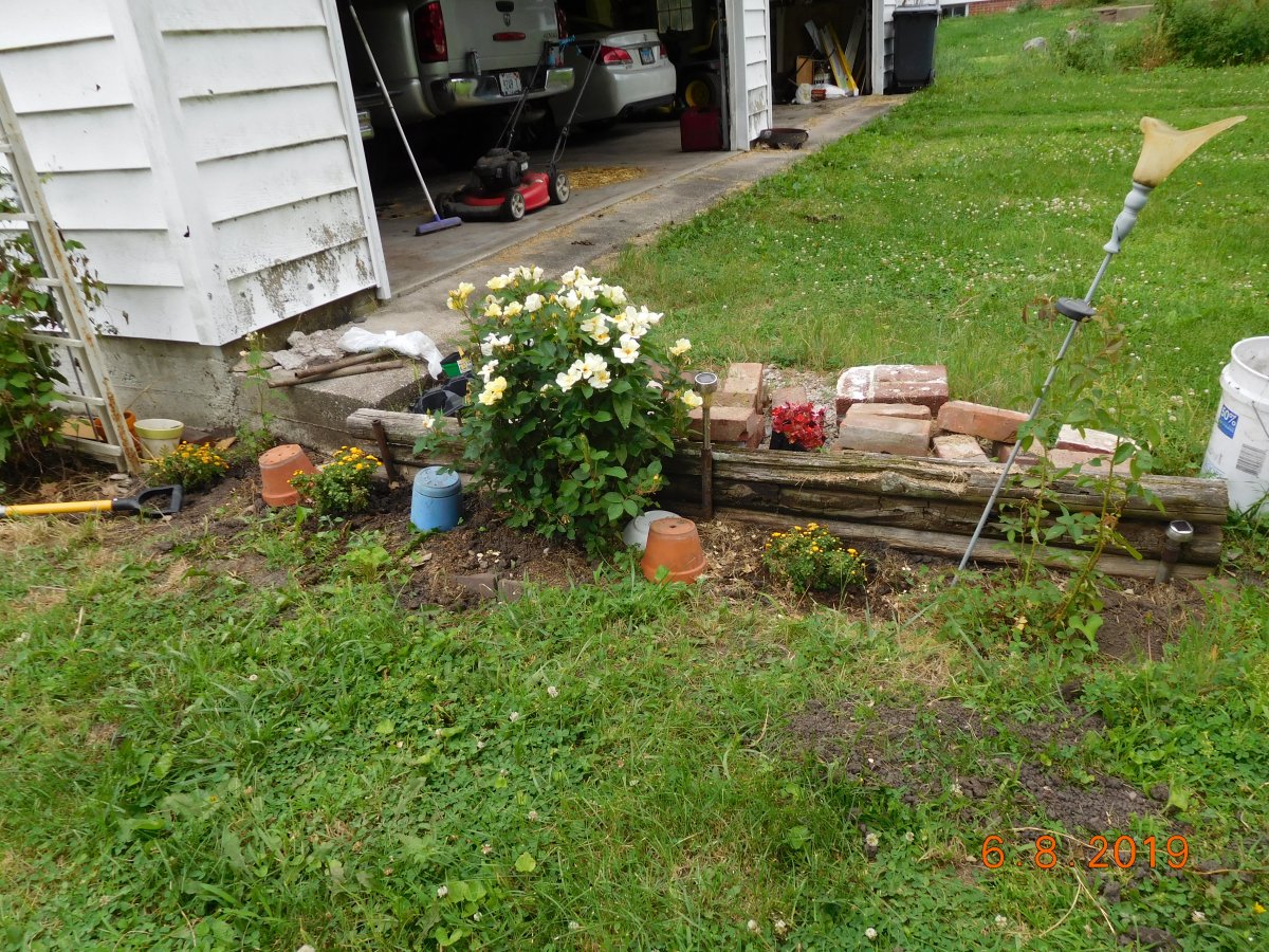 Mums, 06-08-19.JPG
