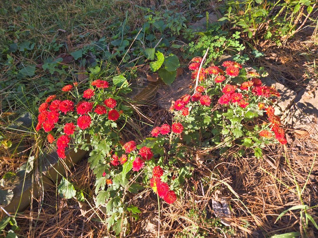 Mums, 10-02-25, #3.jpg