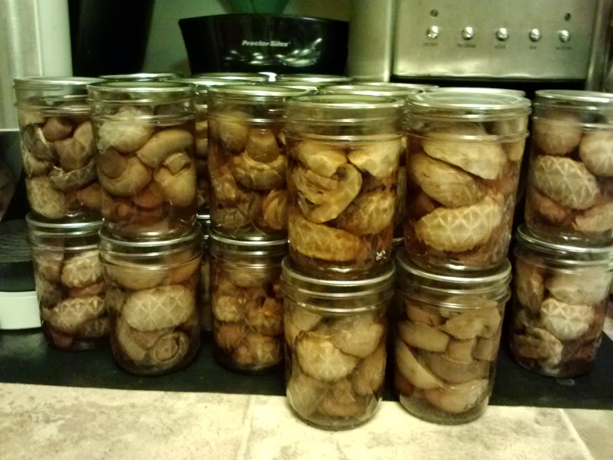 mushrooms 2014.jpg