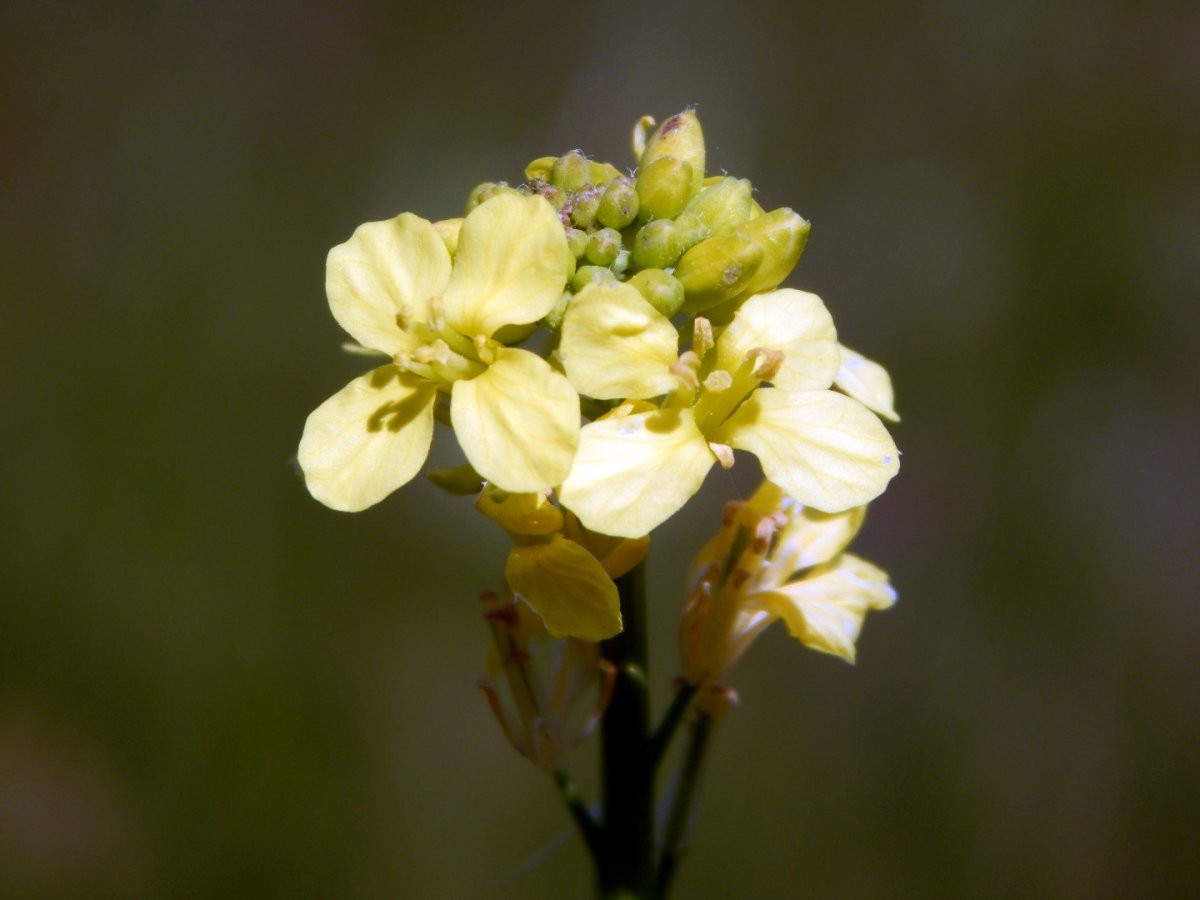 mustard (Large).jpg