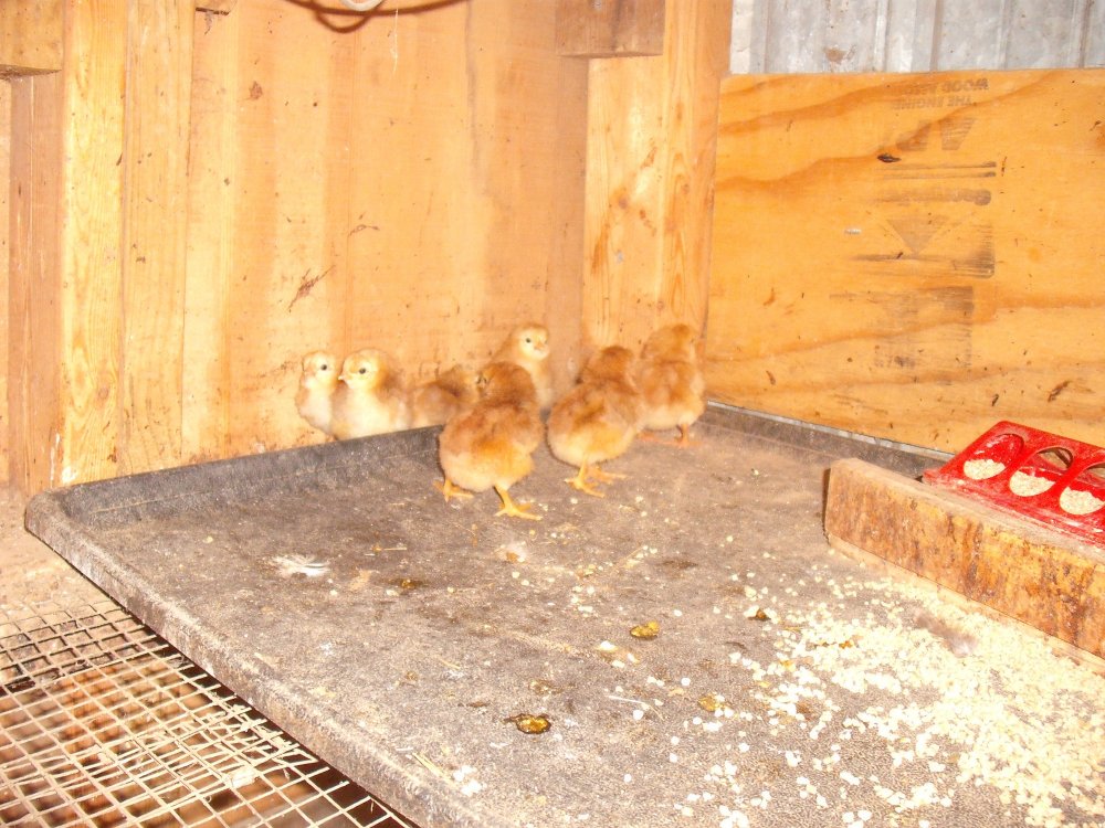 My Chicks.JPG
