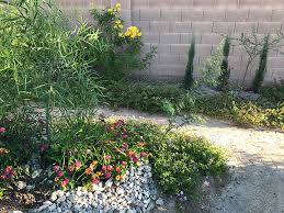My garden.jpg