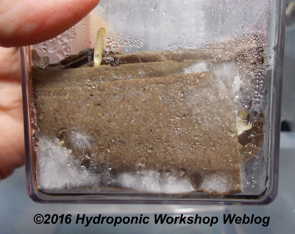 mycelium incubating.jpg