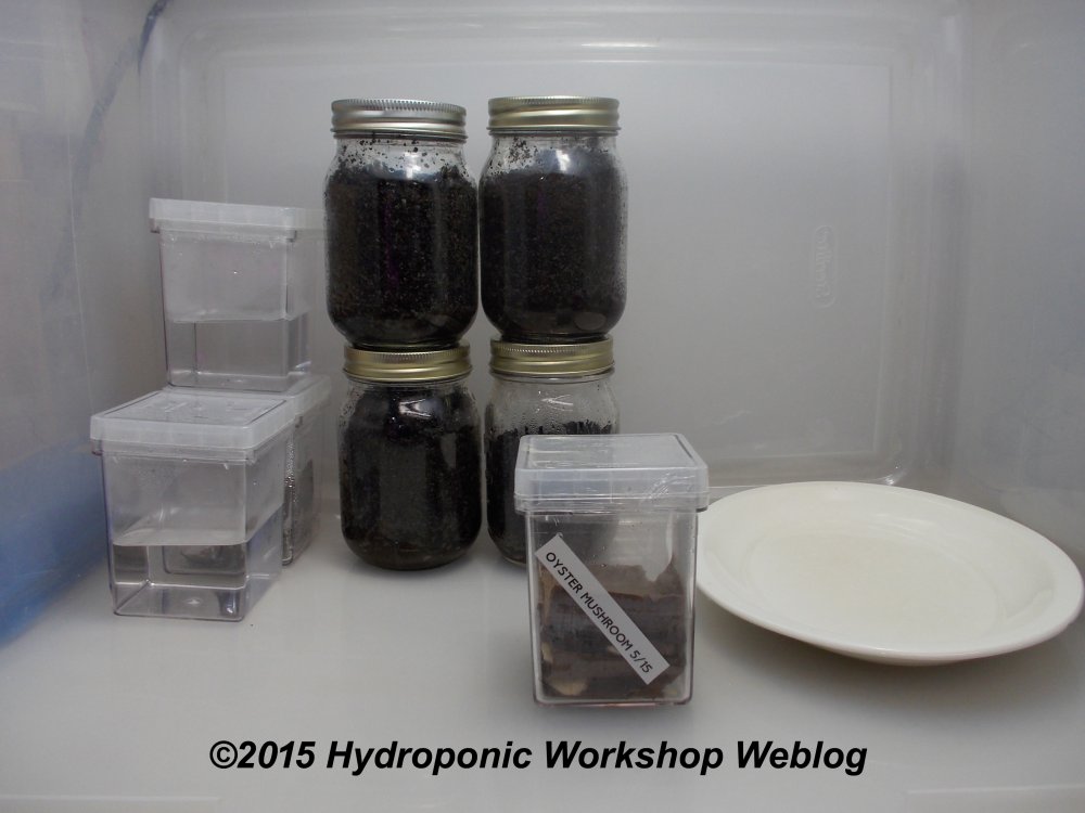 mycelium start.jpg