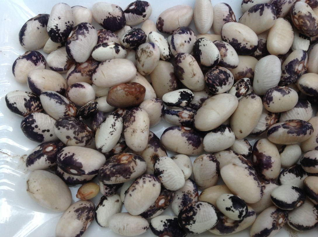 mystery bean to identify.jpg