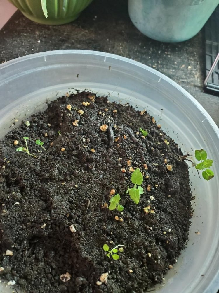 Mystery herbs, survived, 03-31-2020.jpg