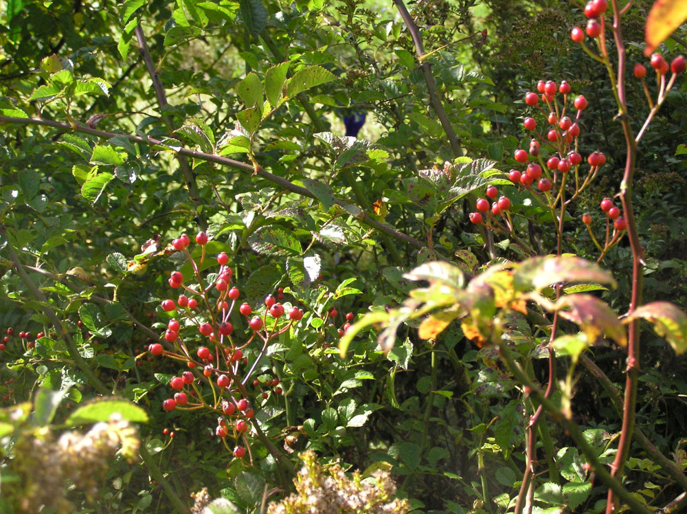 MysteryPlant8Oct2023a.JPG