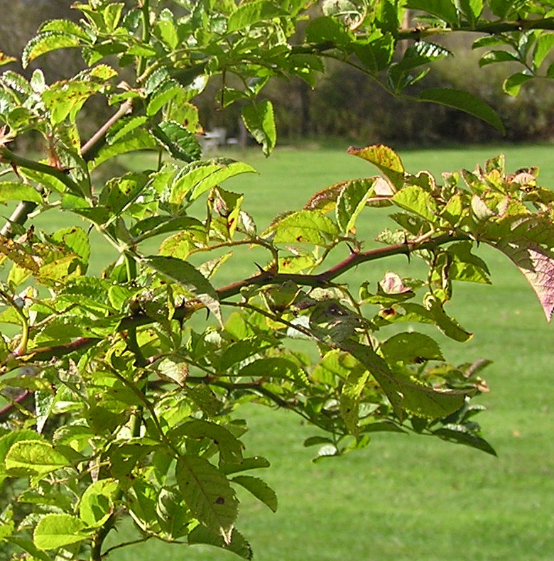 MysteryPlant8Oct2023b.JPG