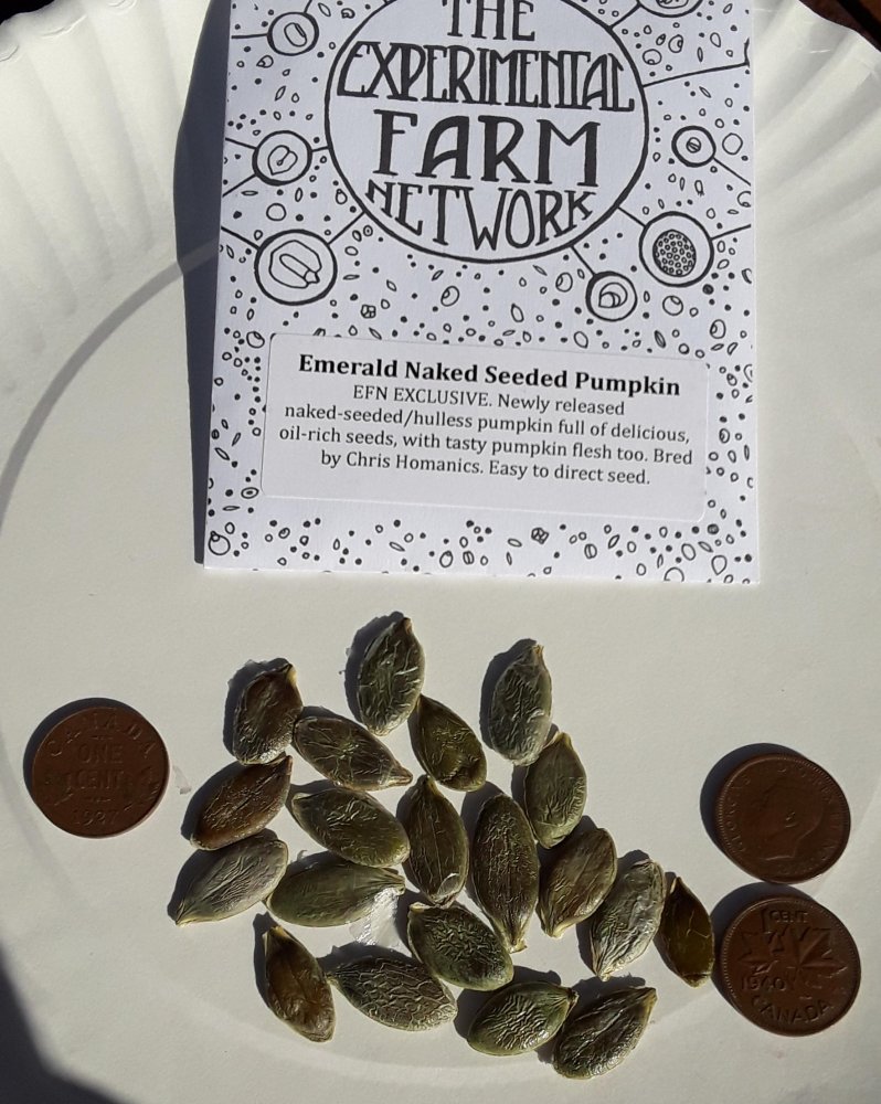 naked pumpkin seeds 1.jpg