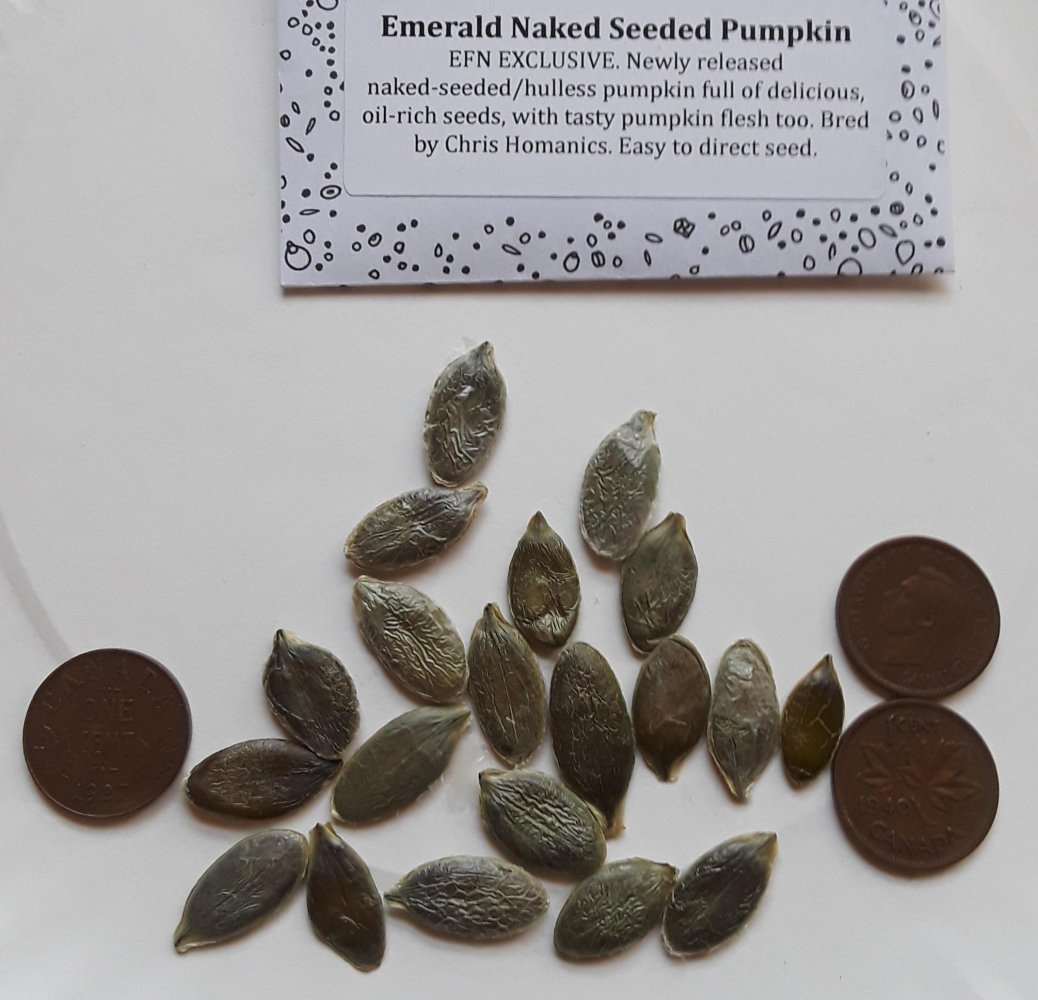 naked pumpkin seeds 2.jpg