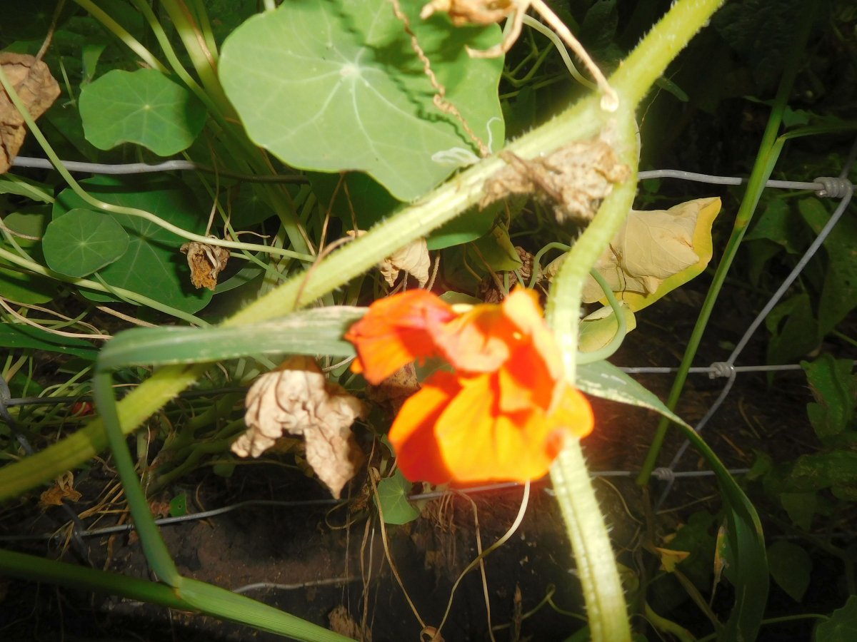 Nasturtium, SS garage, 08-17-19, #2.jpg