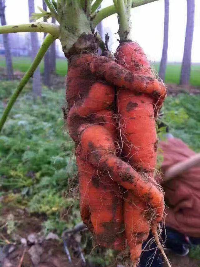 naughty carrots.jpg