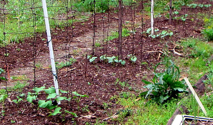 network-sprouts.jpg