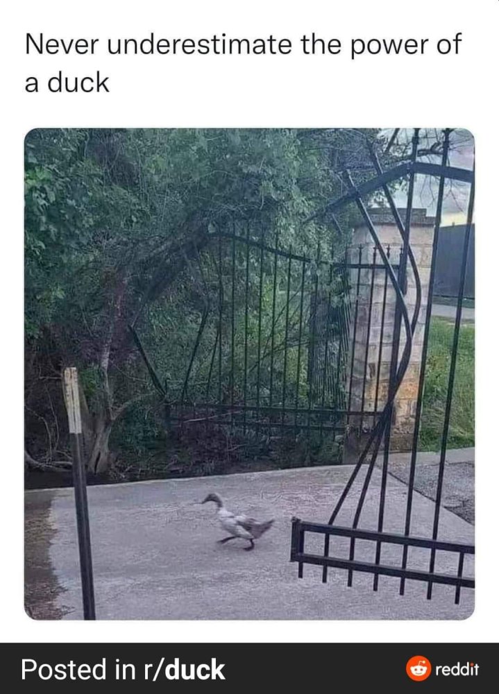 Never underestimate the power of a duck.jpg