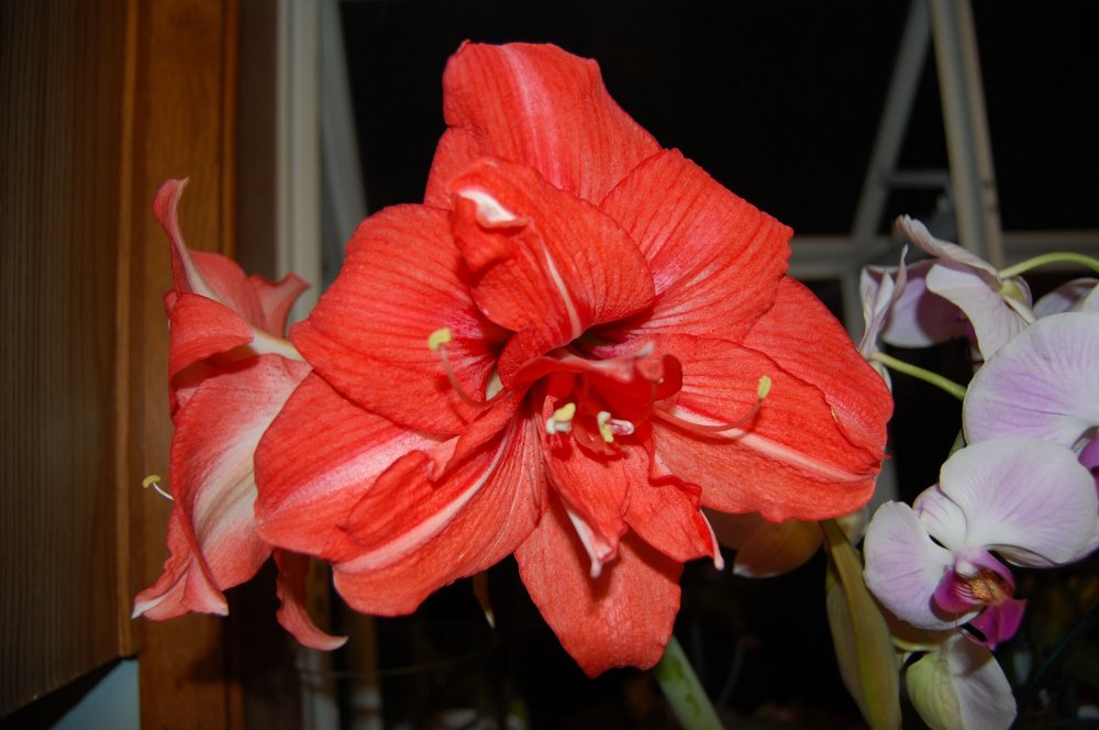 new double red.jpg