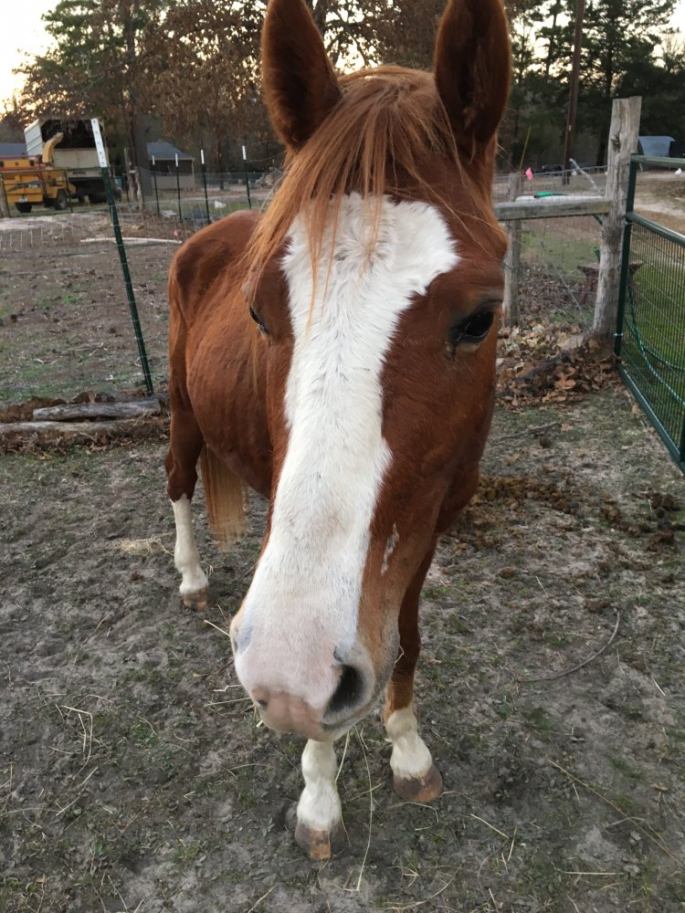New horse 2.JPG