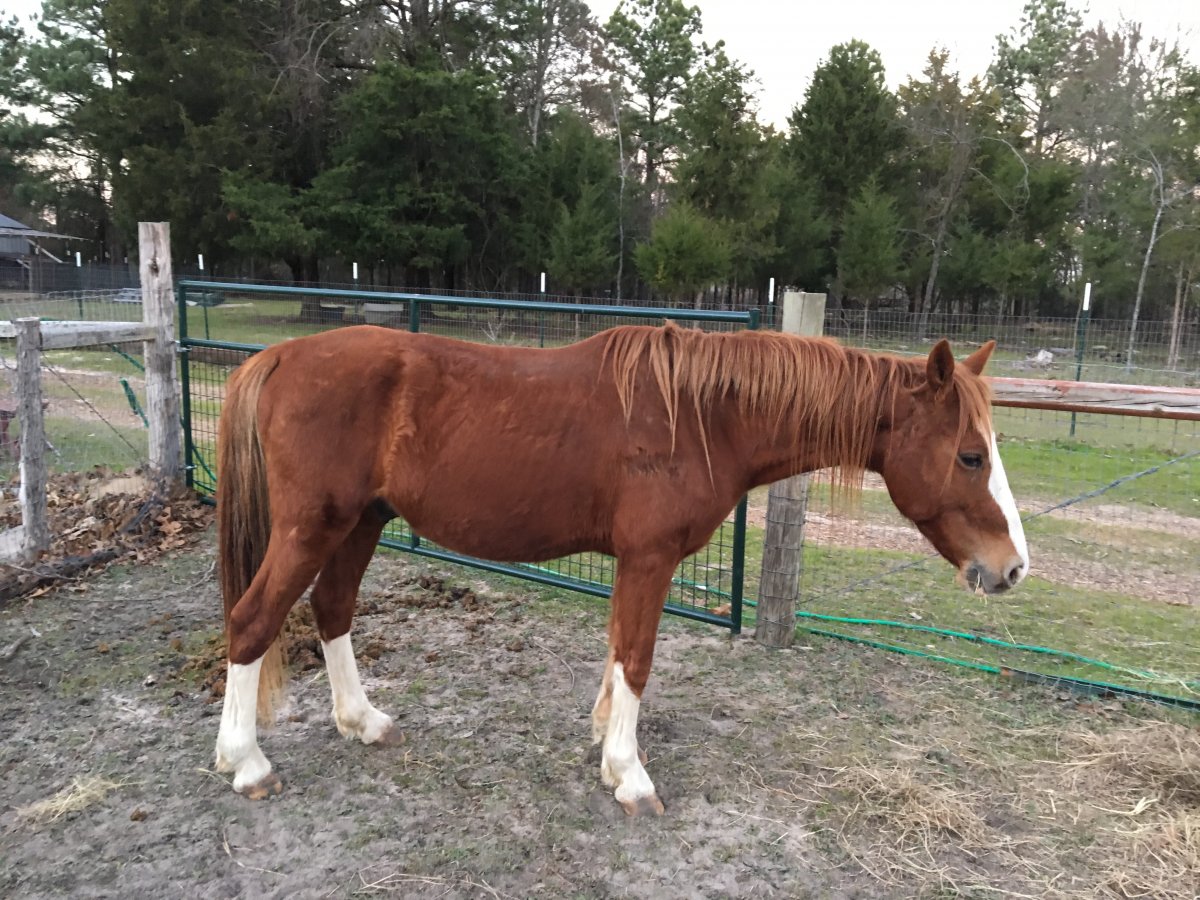 new horse 3.JPG