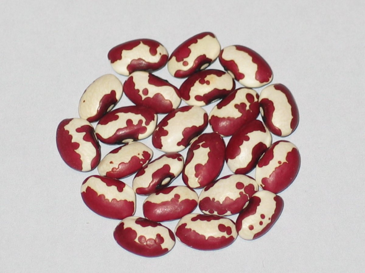 New Mexico Red Appaloosa.JPG