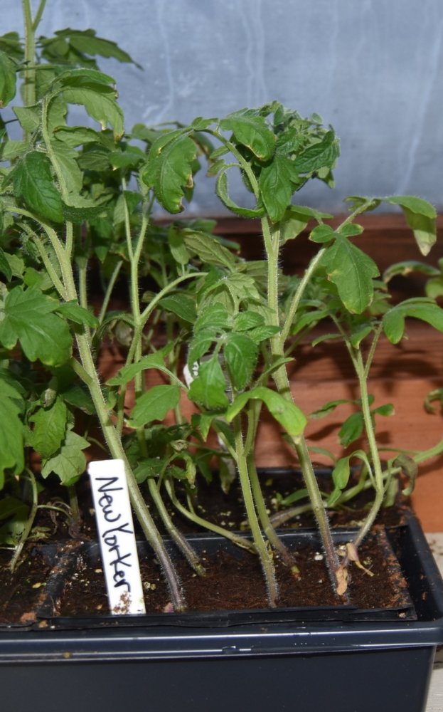 new torker tomato.jpg