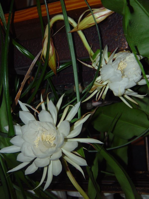 night blooming Cereus.jpg