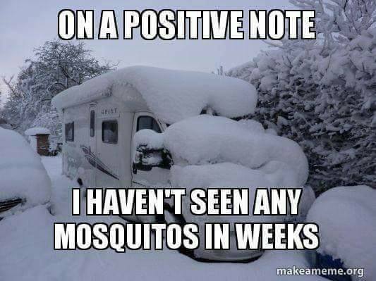 no bugs.jpg