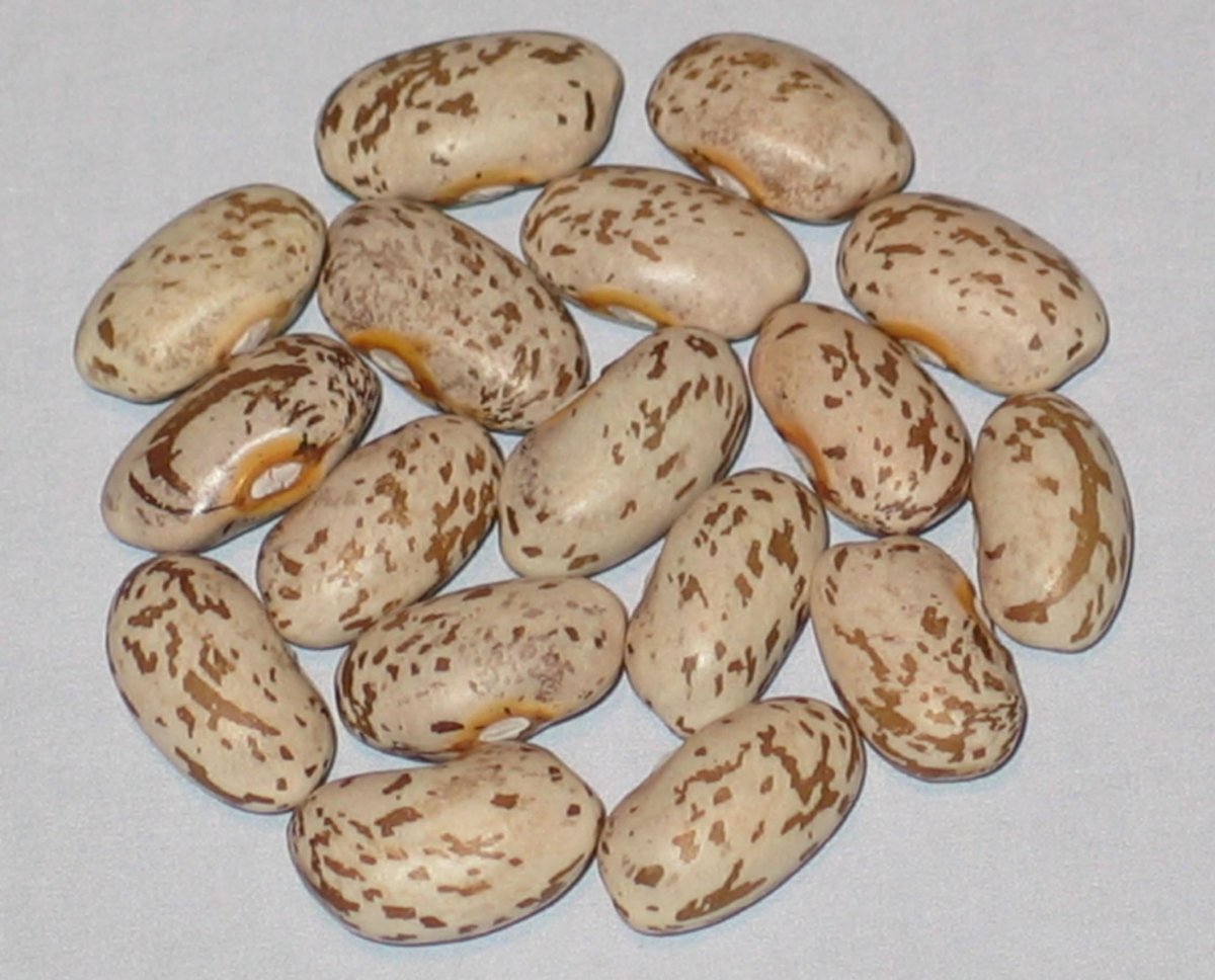 North Star Bush Pinto.jpg