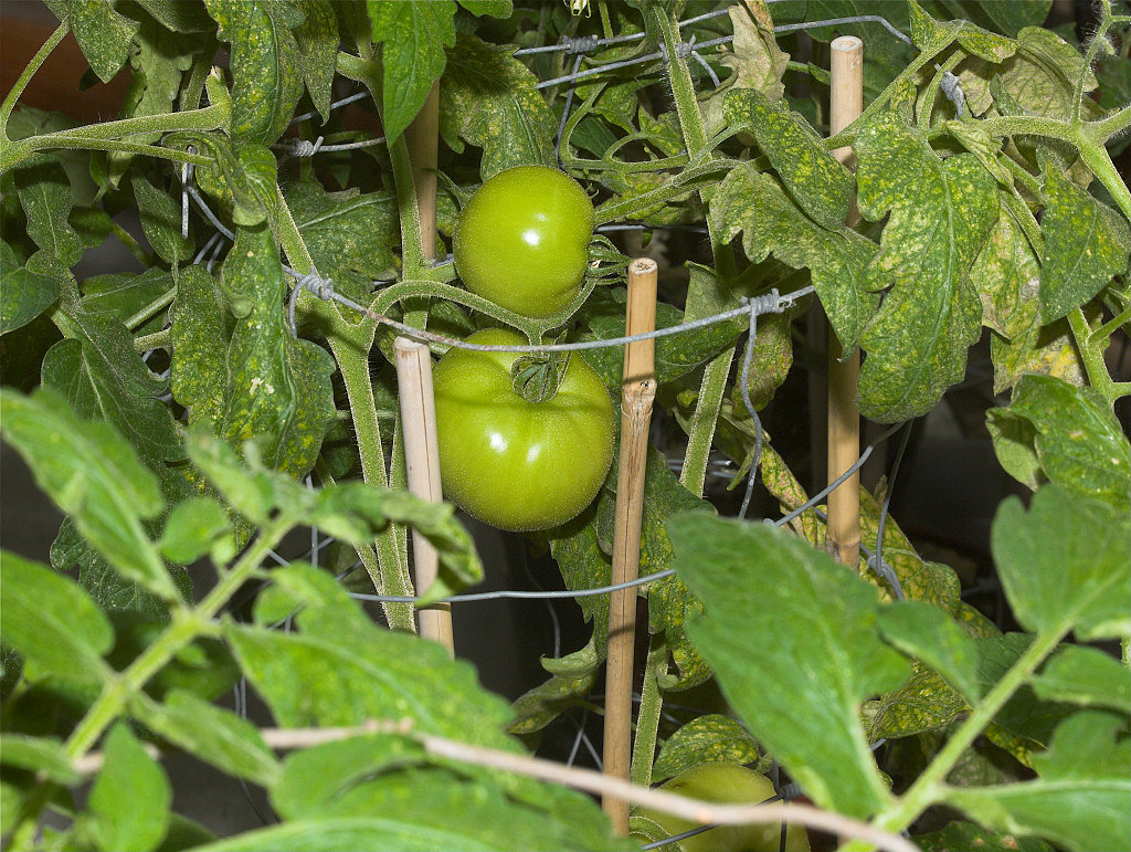 Northern_exposure_tomato_X1083982_01-08-2021-001.jpg
