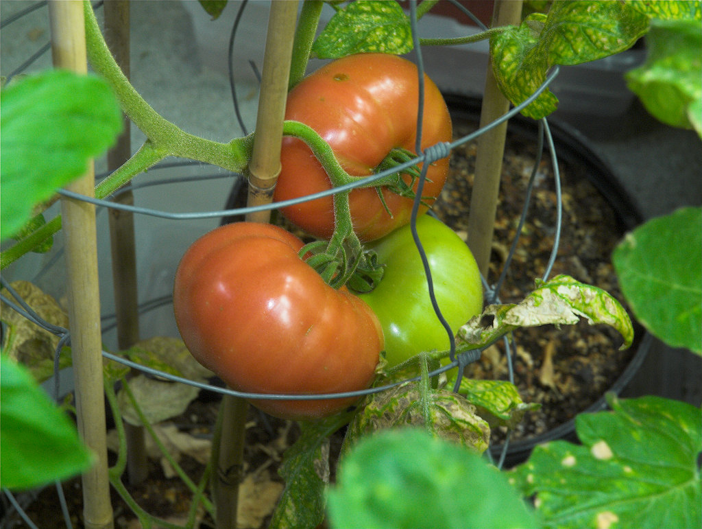 Northern_exposure_tomato_X1134106_01-13-2021-001.jpg