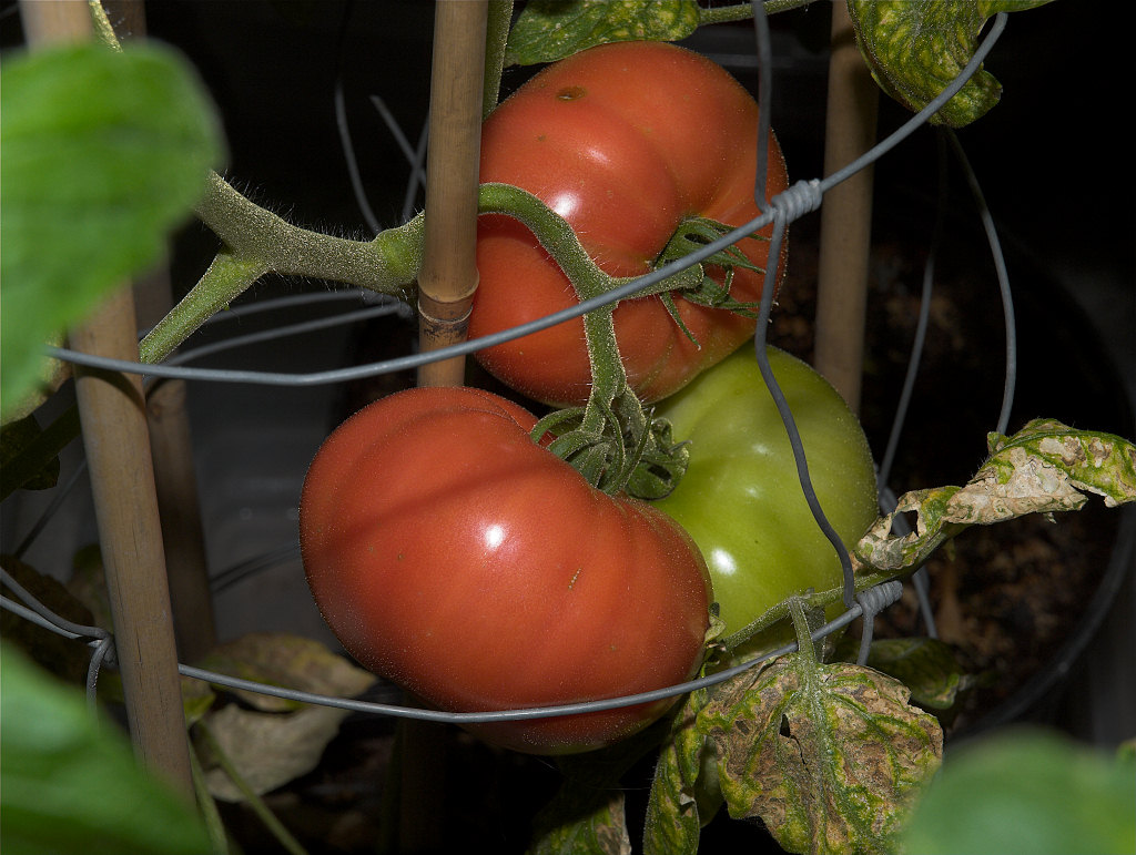 Northern_exposure_tomato_X1134107_01-13-2021-001.jpg
