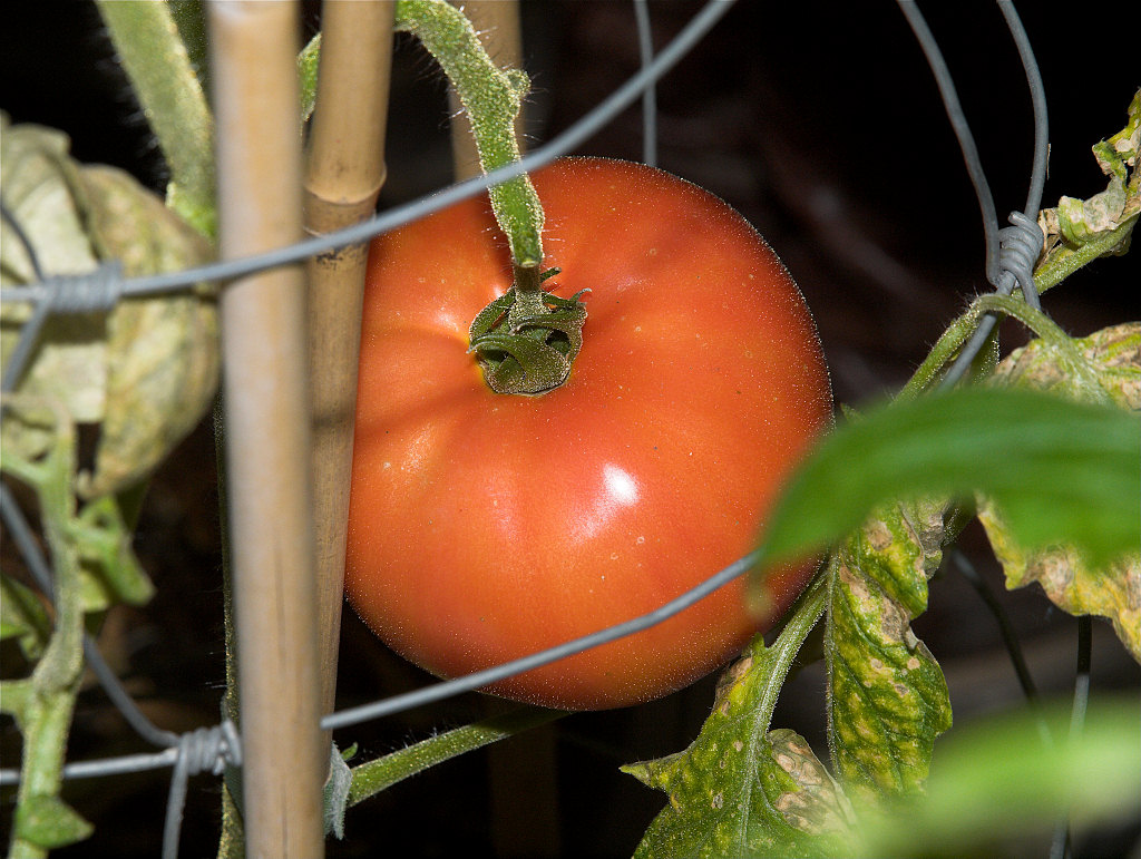Northern_exposure_tomato_X1214144_01-21-2021-001.jpg