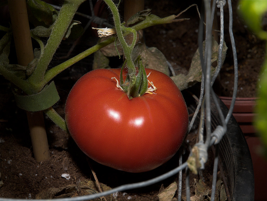 Northern_exposure_tomato_XC313930_12-31-2020-001.jpg