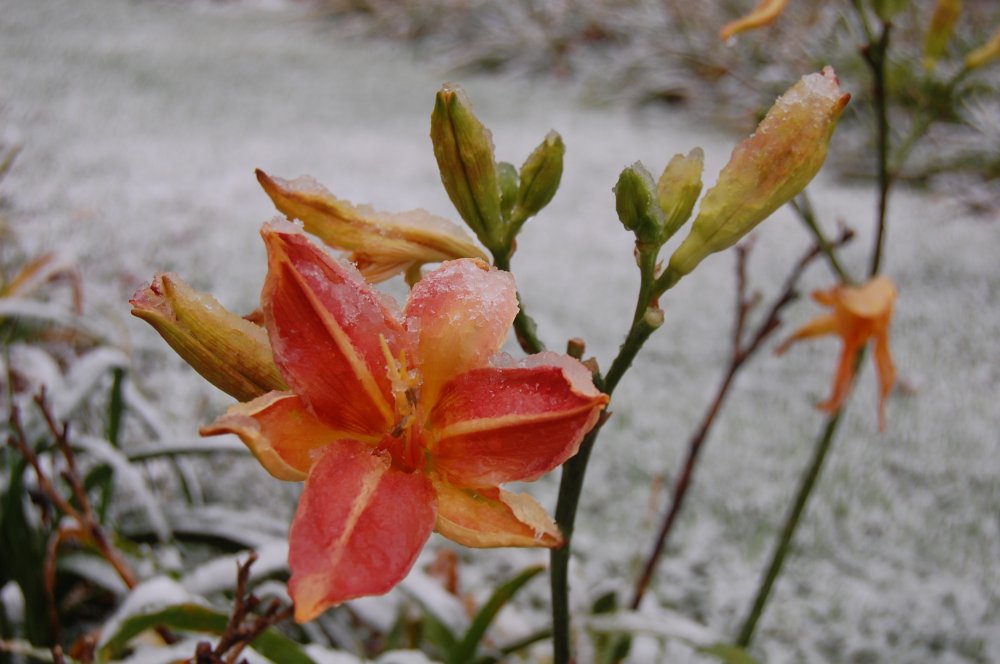 nov 2 daylily.jpg