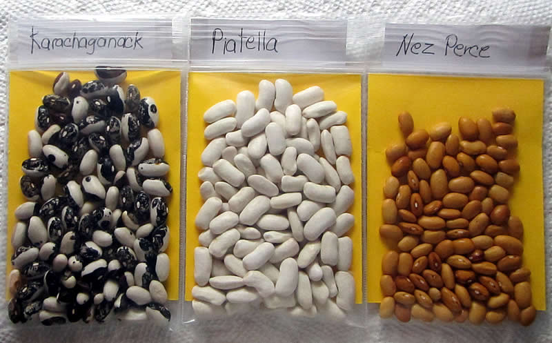 NW-beans-1.JPG