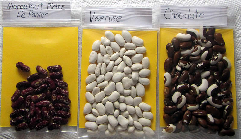 NW-beans-2.JPG