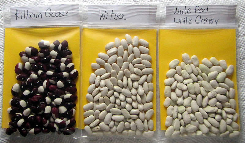 NW-beans-3.JPG