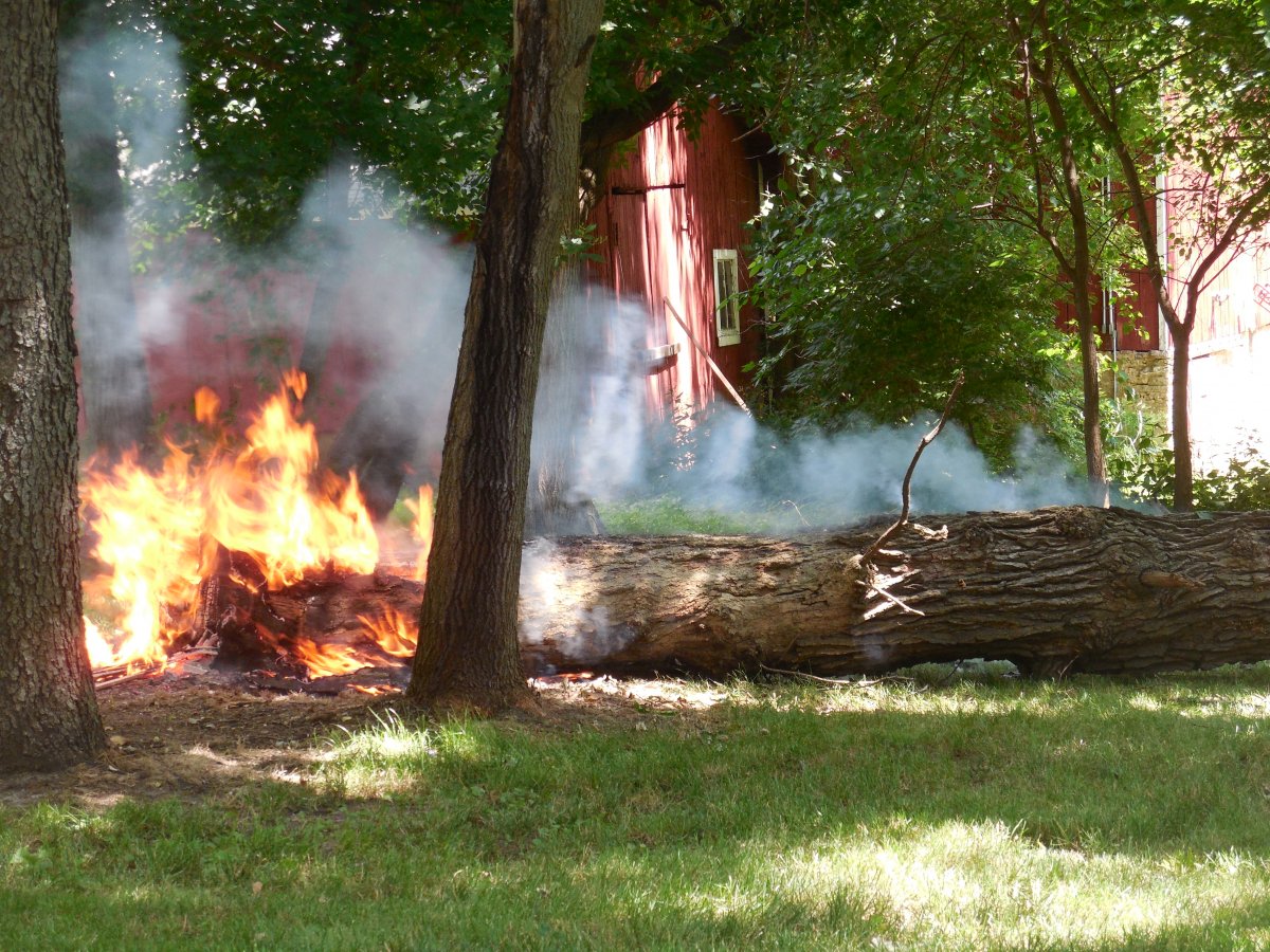 Oak tree down.JPG