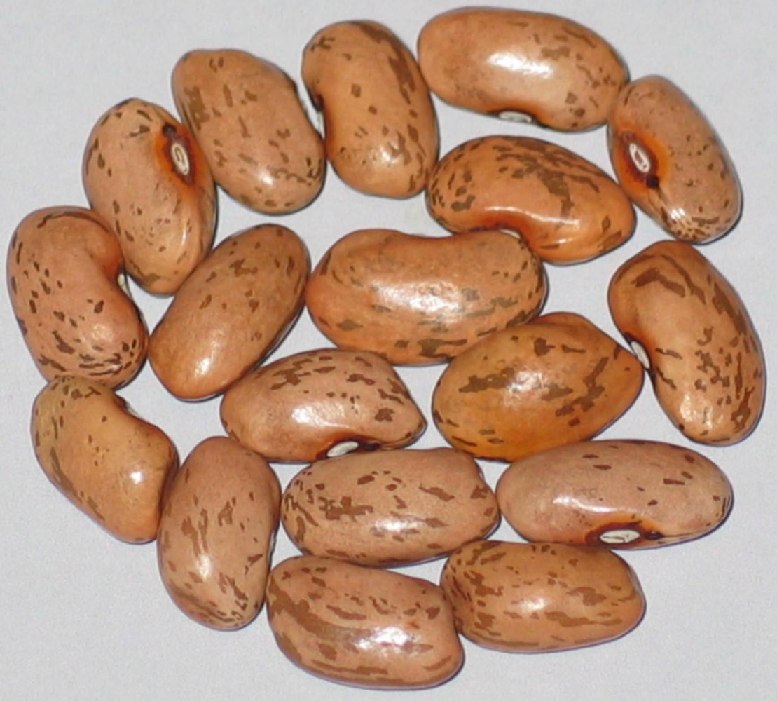 oak tree pinto.jpg