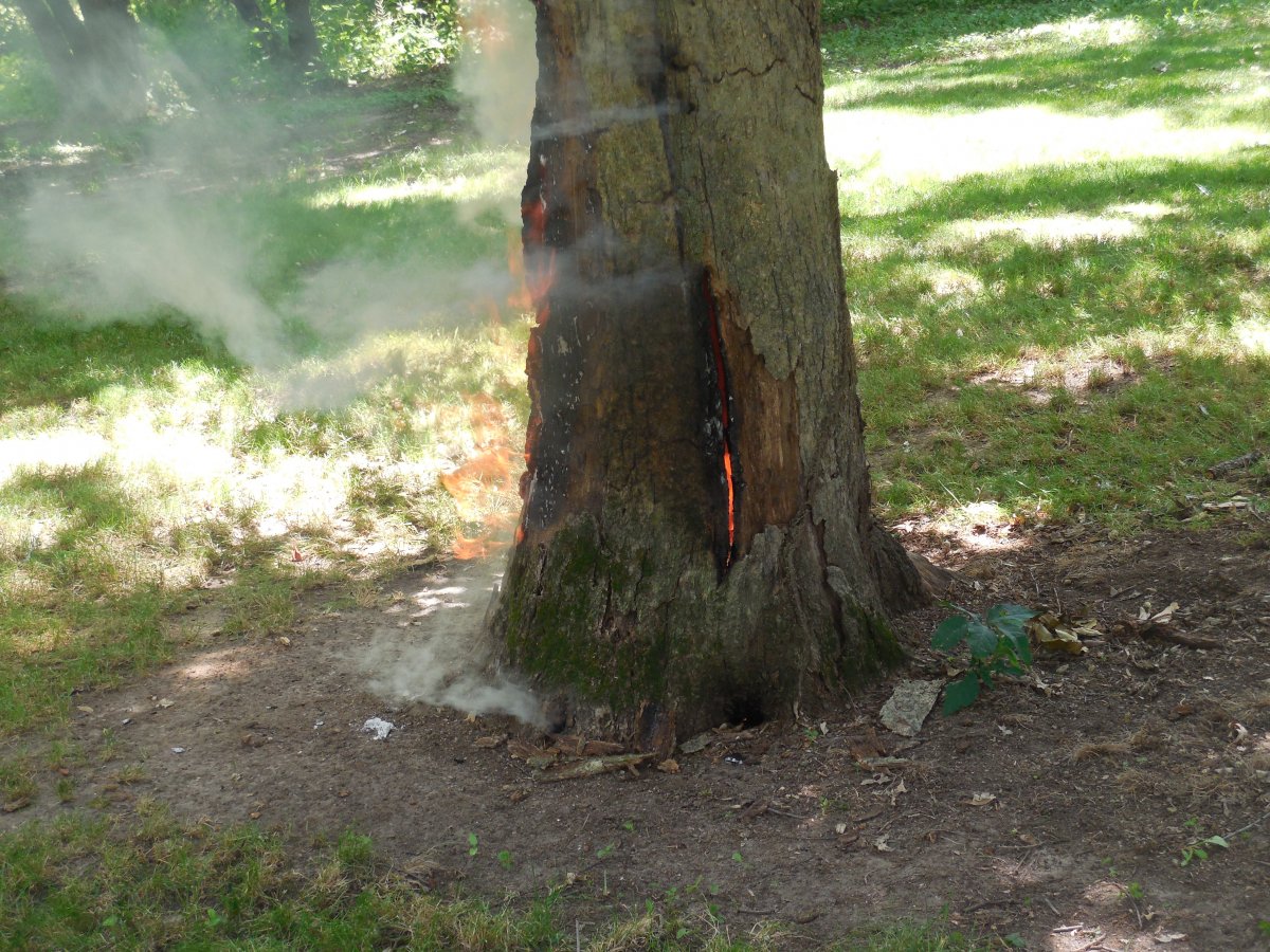 oak tree smoking.JPG