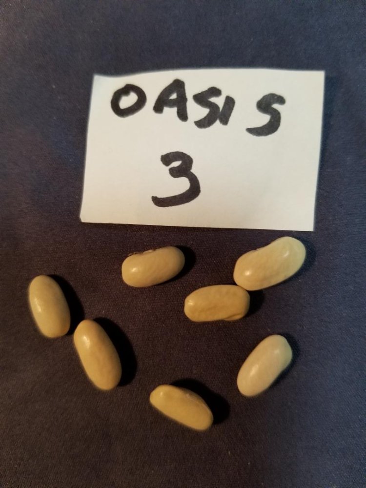 Oasis 3.jpg